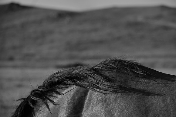 Mane In Summer