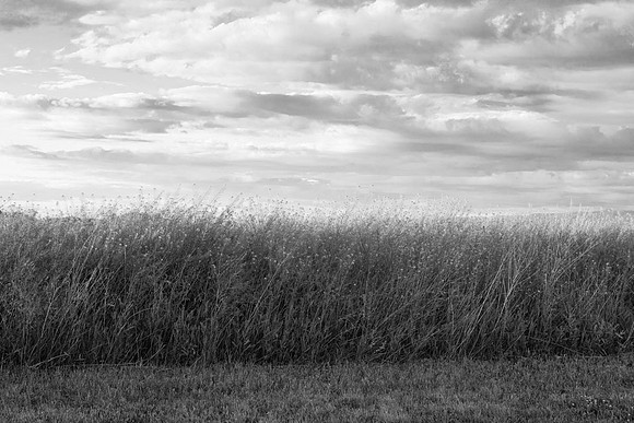 Summer Fields